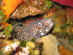 spotted moray eel
Turks and Caicos by Tyler Morgan 